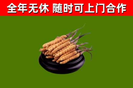 安庆市回收冬虫夏草